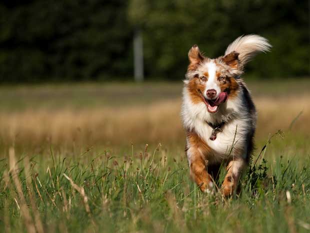 Australian-Shepherd-Freiburg-Guenterstal