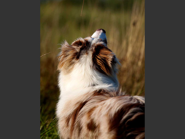 Australian-Shepherd2-Freiburg-Guenterstal