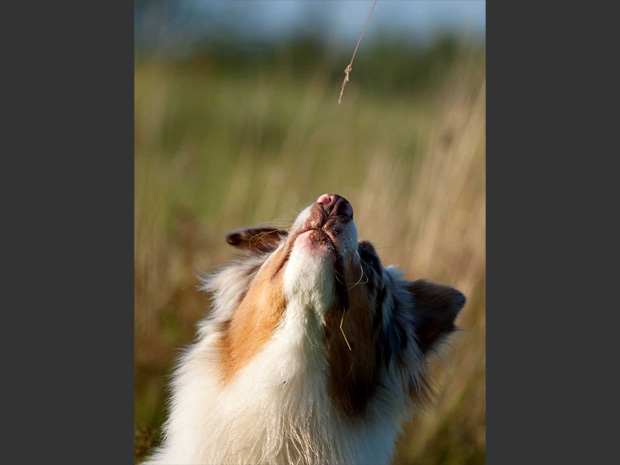 Australian-Shepherd3-Freiburg-Guenterstal