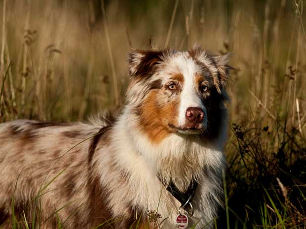 Australian-Shepherd4-Freiburg-Guenterstal