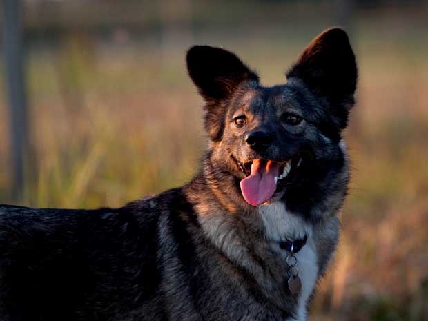 Hund2-Vogelgrun