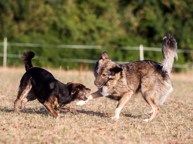 Hunde-beim-Spielen-Vogelgrun