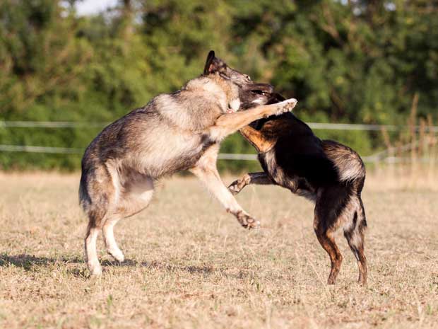 Hunde-beim-Spielen2-Vogelgrun