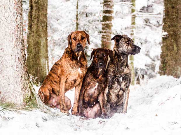 Drei-Hunde-im-Schneegestoeber