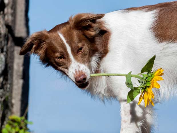 Hund-Milo-Freiamt