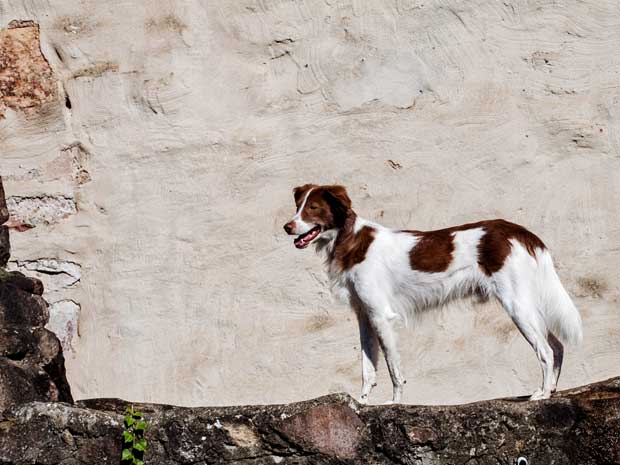 Hund-Milo-Hochburg-Freiamt