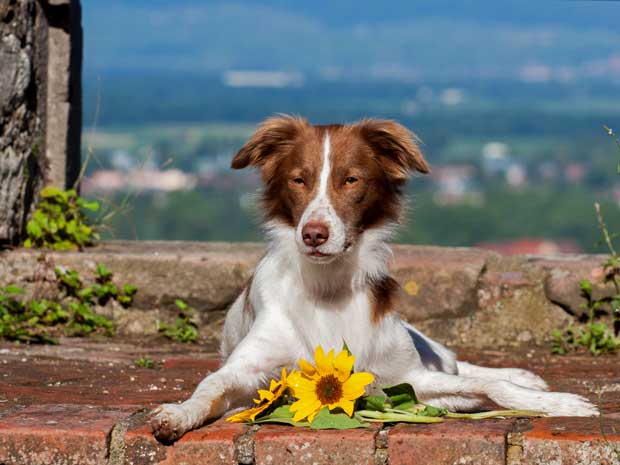 Hund-Milo-Sonnenblume-Freiamt