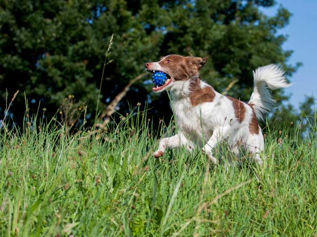 Hund-Milo-am-spielen-Freiamt