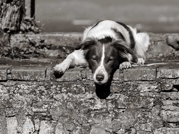 Hund-Milo-auf-der-Mauer-Freiamt