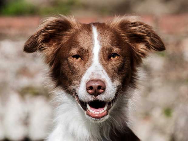 Hund-Milo-laecheln-Freiamt