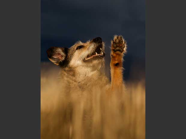 Hund-Suzy-im-Feld-Voerstetten