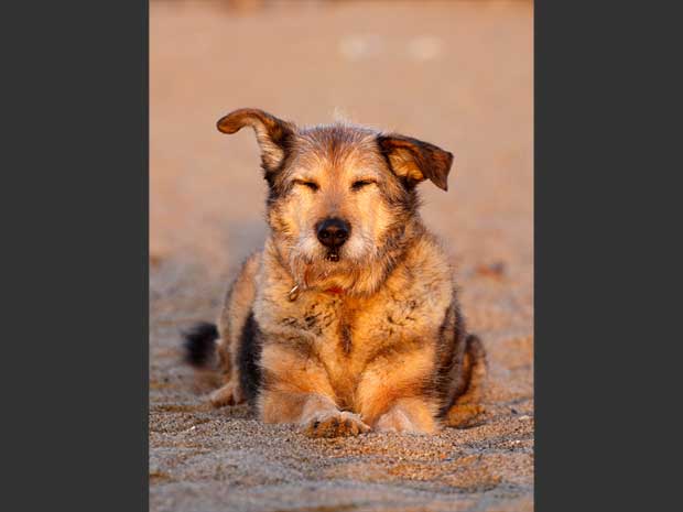 Hund-Suzy-in-Suedfrankreich