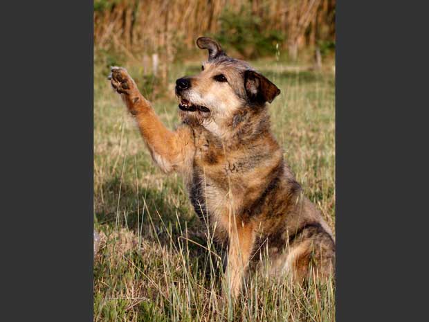 Hund-gibt-Pfote-Voerstetten