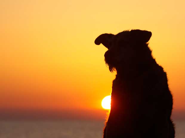 Hund-mit-Sonnenaufgang-Frankreich