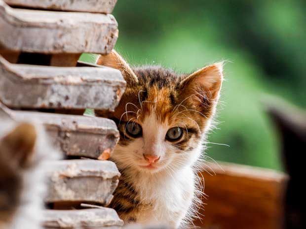 Baby-Katze-St-Peter-im-Schwarzwald