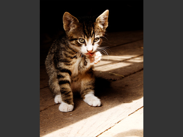 Baby-Katze-beim-putzen-St-Peter-im-Schwarzwald