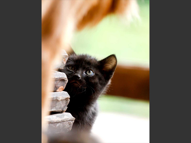 Schwarze-Baby-Katze-St-Peter-im-Schwarzwald