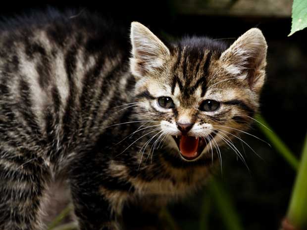 Tiger-Baby-Katze-St-Peter-im-Schwarzwald