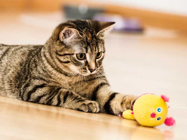 Babykatze-beim-spielen-Breisach