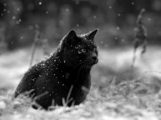 Katze-Schnee-Voerstetten