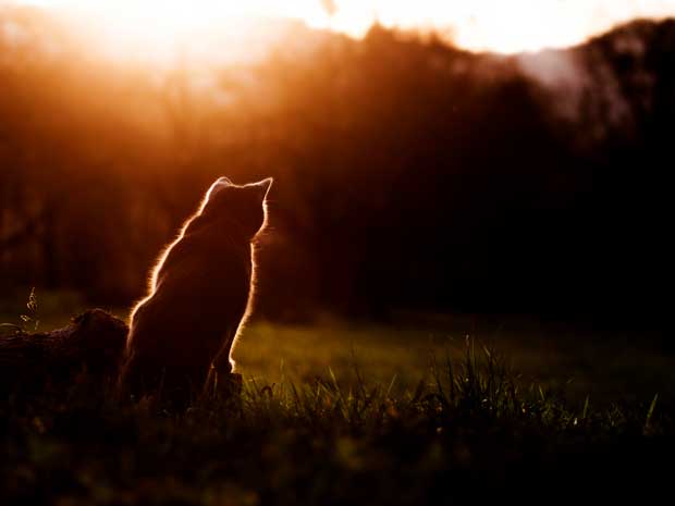 Katze-Sonnenuntergang