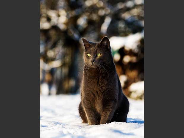 Katze-im-Schnee
