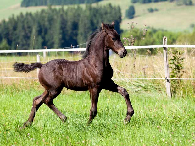 Friese-Fohlen-Breitnau