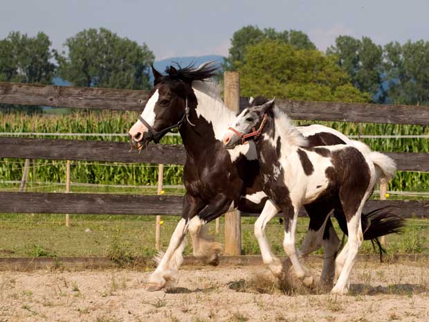 1Tinker-beim-Galopp-Muellheim